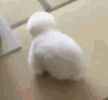 萌宠 汪星人 毛茸茸 太可爱了