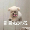 萌宠 汪星人 哥哥我来了 开心 呆萌 可爱