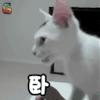 soogif soogif出品 猫 萌宠 卧槽