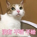 猫咪 可爱 呆萌 斗图 没有 不听 不给