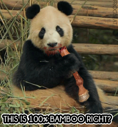 熊猫 海洛因 竹