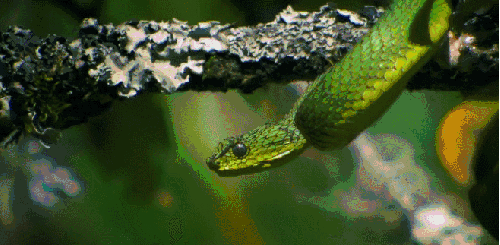 动物 尼罗河-终极大河 纪录片 蛇