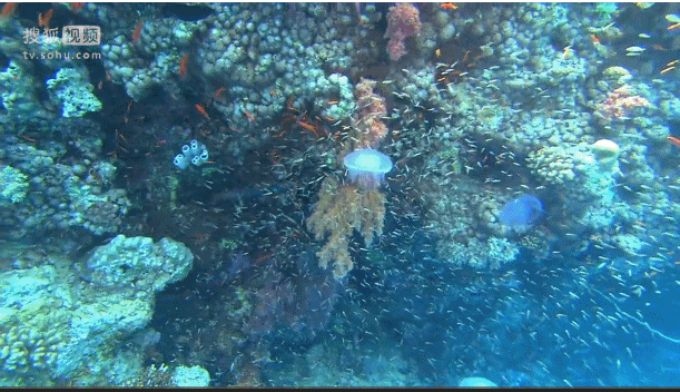 深海奇探 礁 鱼 湛蓝 海底 生机勃勃