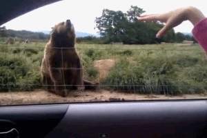 棕熊 打招呼 友好 可爱