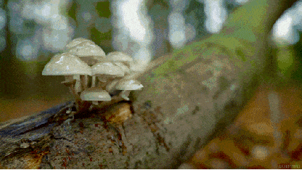 蘑菇 雨滴 树木 漂亮