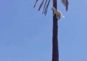 萌宠 猫 厉害 爬树