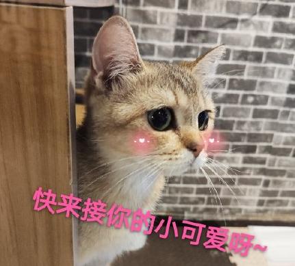 吸猫时间到 搞笑 可爱 萌宠 喵星人
