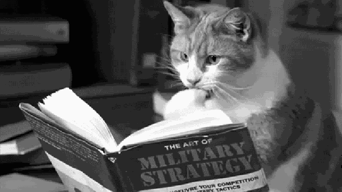 小猫 翻书 动物 认真