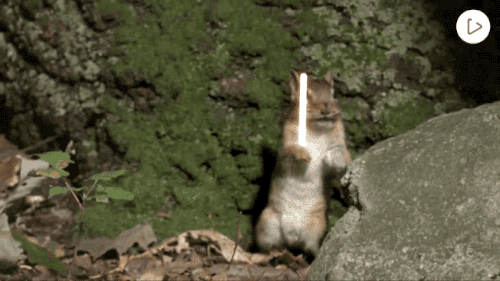 松鼠 打架 电光 跳跃