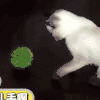 萌宠 猫咪 扎手