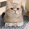 萌宠 猫星人 你哪位啊 你是谁啊 呆萌 可爱