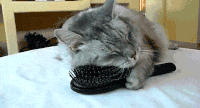 喵星人 雷人 蛋疼 萌宠 猫 猫咪