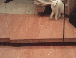 猫咪 喵星人 照镜子 可爱 搞笑 呆萌