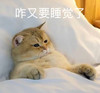 萌宠 猫星人 咋又要睡觉了 还没玩够 呆萌 可爱