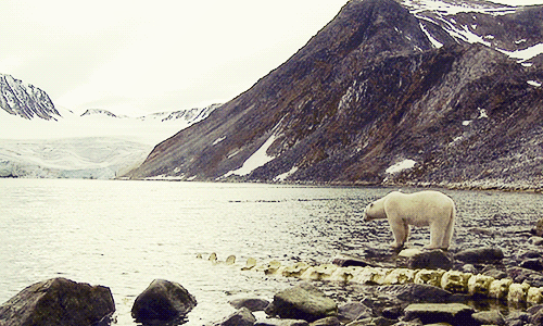 北极熊 大海 想喝水 石头