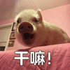 干嘛 猪 蒙圈 搞怪 逗