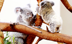 考拉 koala