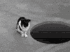 喵星人 猫 萌宠 蠢萌 SB 哈哈哈