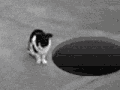 喵星人 猫 萌宠 蠢萌 SB 哈哈哈