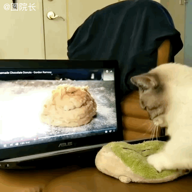 猫咪 和面 电脑 可爱