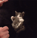 猫咪 老鼠 可爱 呆萌