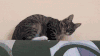 猫咪 萌宠 调皮 打滚