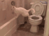 猫咪 搞笑 拉屎 失误