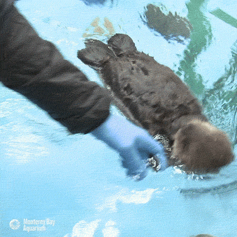 水獭 浮 荡漾 otter