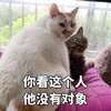 萌宠 猫星人 你看这个人 他没有对象 搞怪 呆萌