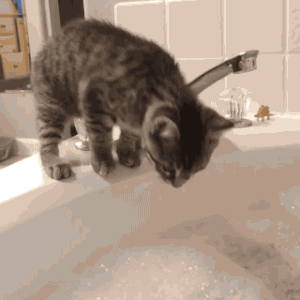 猫咪 洗手间 浴缸 可爱