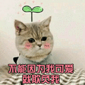 猫 萌宠 喵星人 不能因为我可爱就欺负我 soogif soogif出品