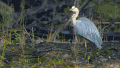 多瑙河-欧洲的亚马逊 好奇 看 纪录片 苍鹭 转头