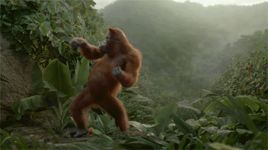 猩猩 跳舞 森林 可爱