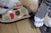 女票 粘人 汪星人 喵星人 猫 狗