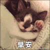 猫咪 可爱 伸懒腰 早安