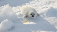海豹 治愈系 萌 可爱 白白的 雪地