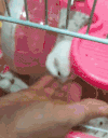 猫咪 可怕 仓鼠 欢乐