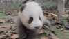 宠物 熊猫 呆萌 胖乎乎 可爱
