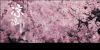 三生三世十里桃花