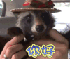 小浣熊 你好 打招呼