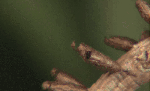孵化 幼虫 模仿大师：哥斯达黎加昆虫 纪录片