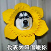 萌宠 哈士奇 代表太阳温暖你 凝视 搞怪