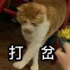 萌宠 猫星人 打岔 打断 搞怪 逗