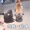 萌宠 汪星人 吃我一屁 放屁 搞怪 逗