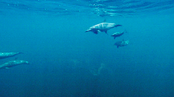 海豚 斑点海豚 蓝色星球