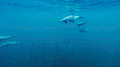海豚 斑点海豚 蓝色星球