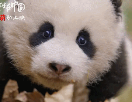 我们诞生在中国 黑白 熊猫 可爱