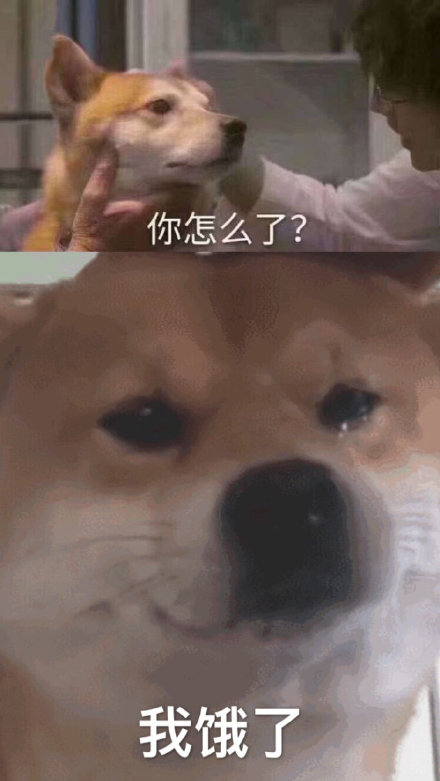 流泪汪 伤心 怎么了 狗 狗狗 柴犬 萌宠 饿了