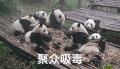 熊猫 国宝 吃货 聚众吸毒