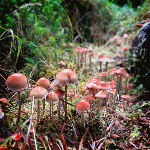 蘑菇 mushrooms nature 自然 风景